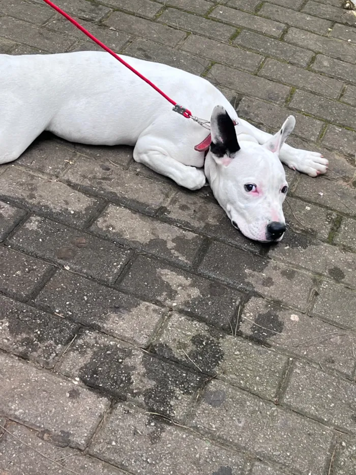 Cachorro raça SRD-ViraLata idade 7 a 11 meses nome Ravenna