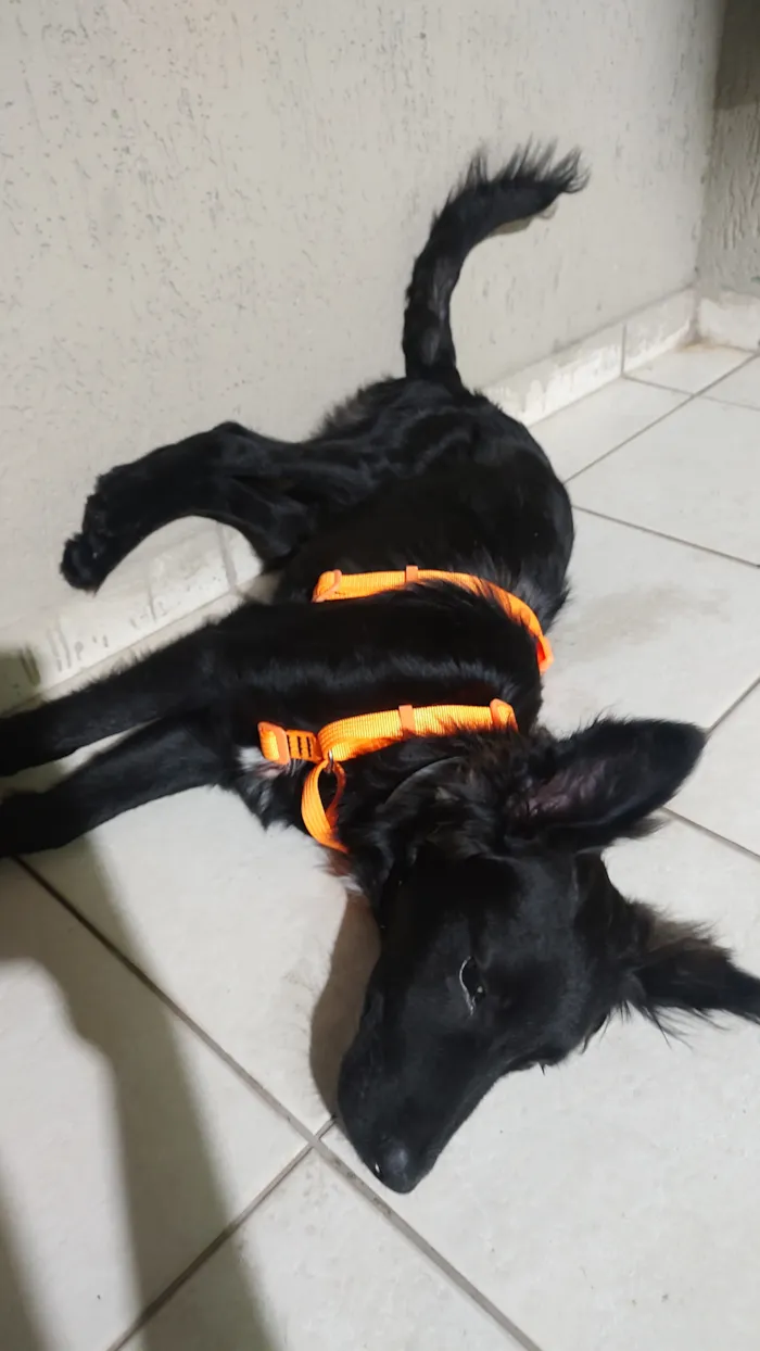 Cachorro raça SRD-ViraLata idade 7 a 11 meses nome Ícaro
