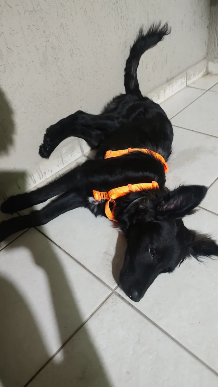 Cachorro raça SRD-ViraLata idade 7 a 11 meses nome Ícaro