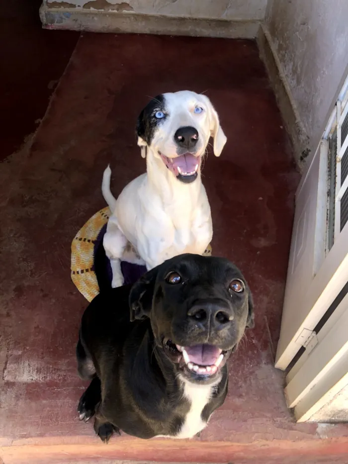 Cachorro raça SRD-ViraLata idade 5 anos nome Atena e Ravena 