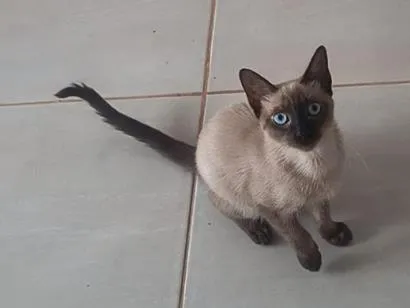 Gato raça Siamês idade 7 a 11 meses nome Bolt