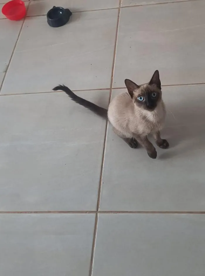 Gato raça Siamês idade 7 a 11 meses nome Bolt