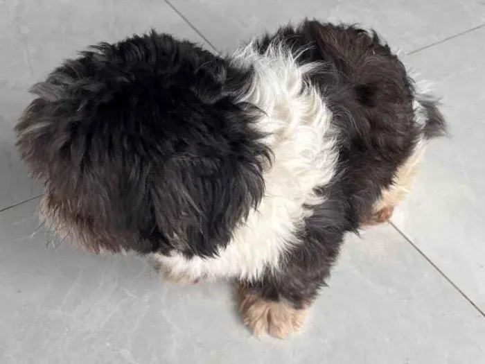 Cachorro raça Shitzu idade 3 anos nome Não tem nome