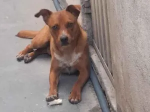 Cachorro raça SRD-ViraLata idade 2 anos nome Caramelo