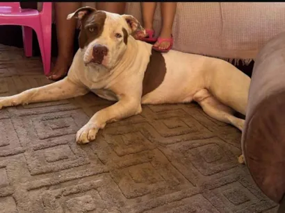 Cachorro raça Pit-Bull idade 2 anos nome Rex