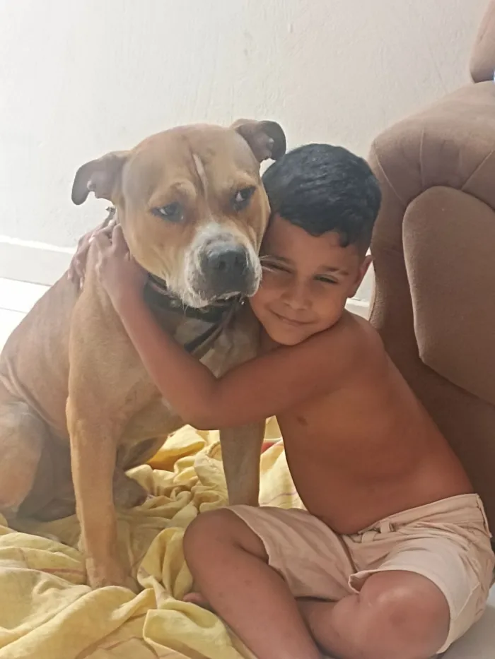 Cachorro raça Pit-Bull idade 3 anos nome Thor 