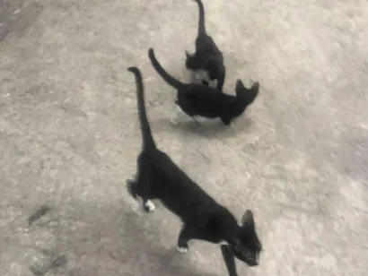 Gato raça SRD-ViraLata idade 1 ano nome Gueirreiras