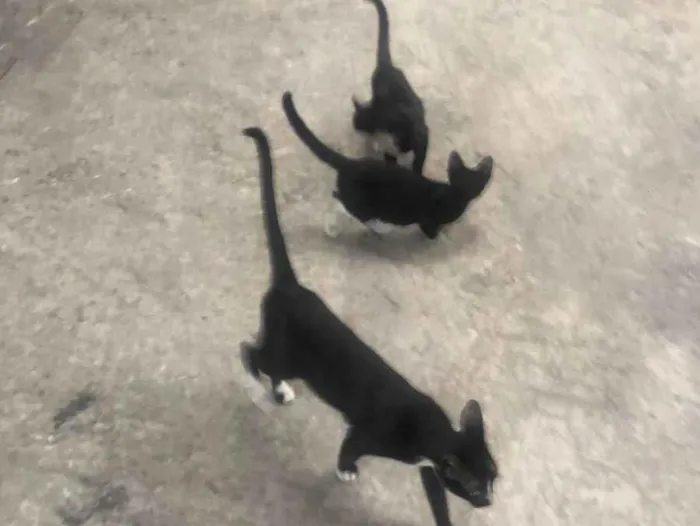 Gato raça SRD-ViraLata idade 1 ano nome Gueirreiras