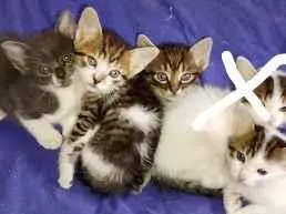 Gato raça SRD-ViraLata idade Abaixo de 2 meses nome Gatinhos 