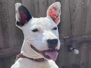 Cachorro raça SRD-ViraLata idade 7 a 11 meses nome Ravenna