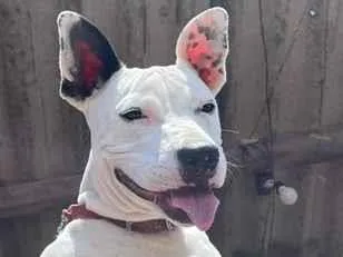 Cachorro raça SRD-ViraLata idade 7 a 11 meses nome Ravenna