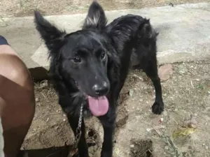 Cachorro raça SRD-ViraLata idade 7 a 11 meses nome Ícaro