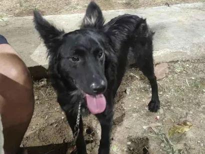 Cachorro raça SRD-ViraLata idade 7 a 11 meses nome Ícaro