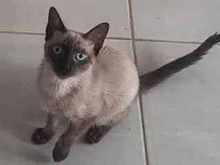 Gato raça Siamês idade 7 a 11 meses nome Bolt