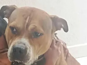 Cachorro raça Pit-Bull idade 3 anos nome Thor 