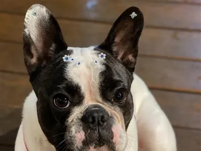 Cachorro raça buldogue frances idade 6 ou mais anos nome mel