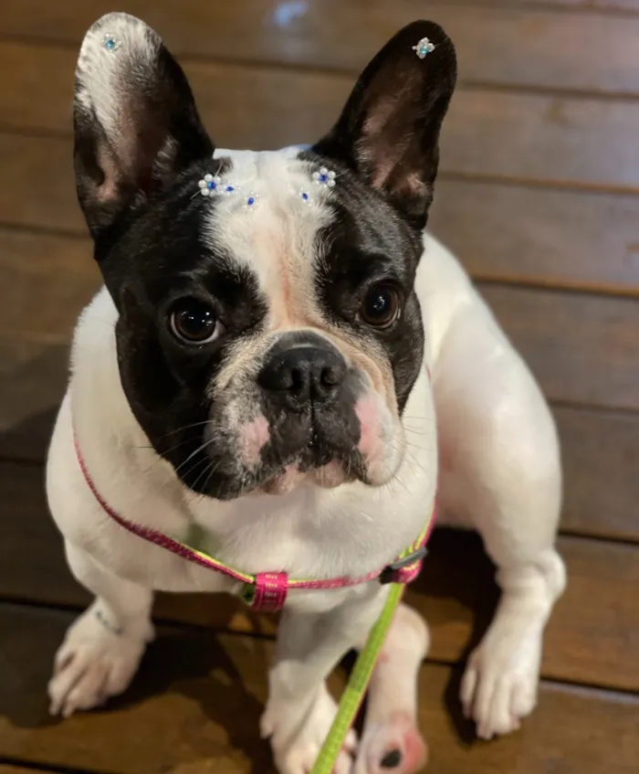 Cachorro raça buldogue frances idade 6 ou mais anos nome mel