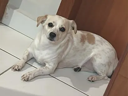 Cachorro raça SRD-ViraLata idade 4 anos nome Lola 