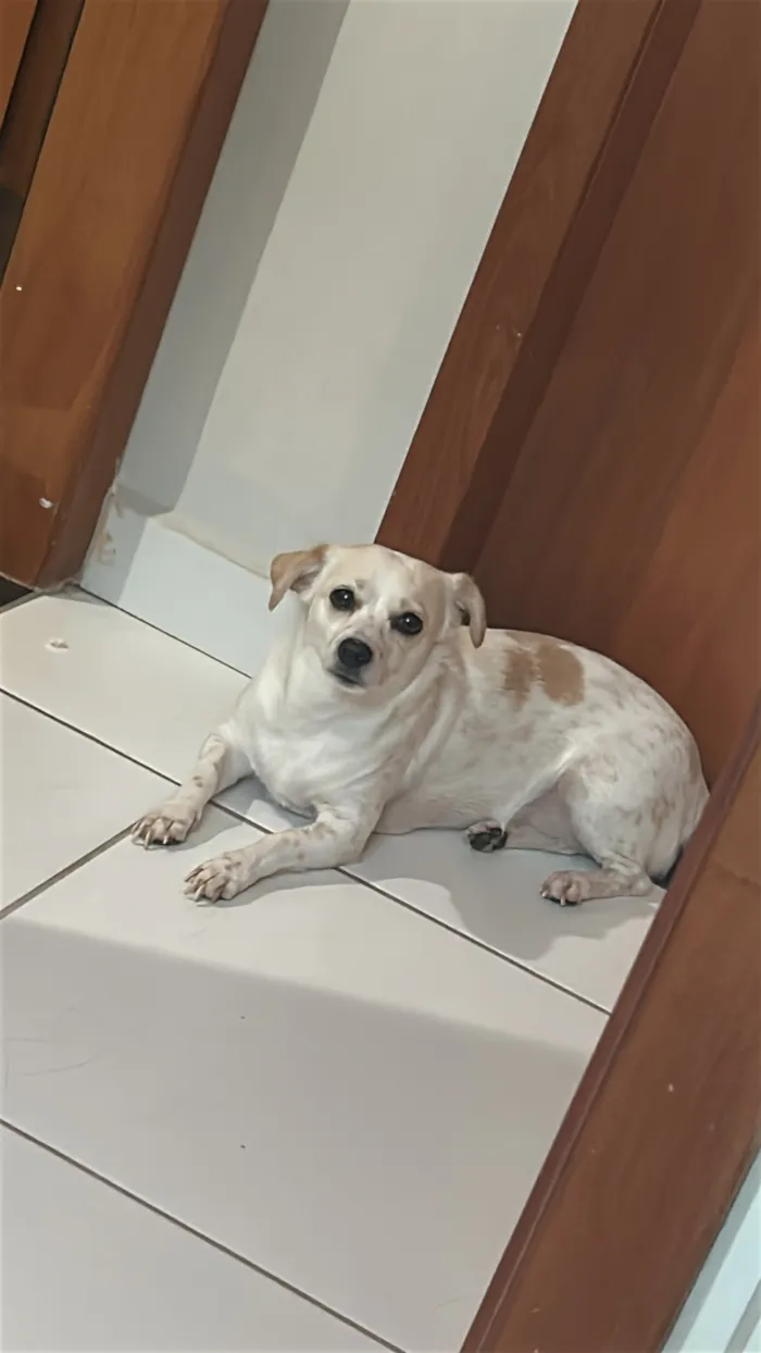 Cachorro raça SRD-ViraLata idade 4 anos nome Lola 