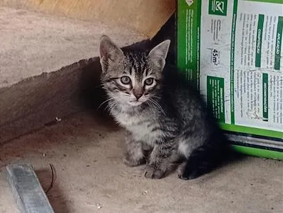 Gato raça SRD-ViraLata idade Abaixo de 2 meses nome Listradinha 
