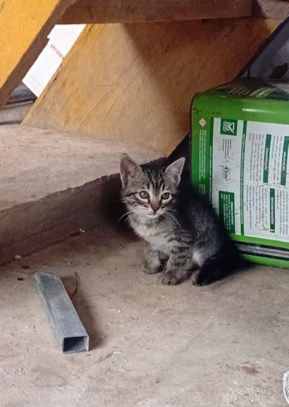 Gato raça SRD-ViraLata idade Abaixo de 2 meses nome Listradinha 