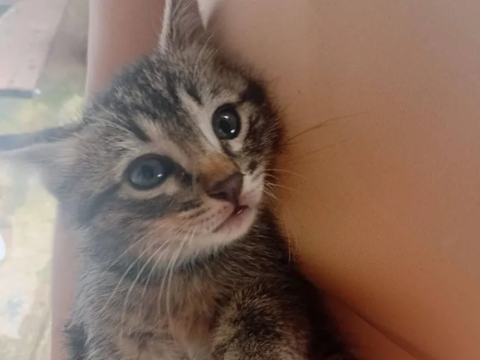 Gato raça SRD-ViraLata idade Abaixo de 2 meses nome Listradinha 