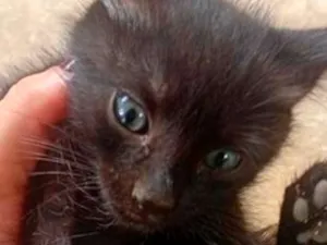 Gato raça SRD-ViraLata idade Abaixo de 2 meses nome Pretinho