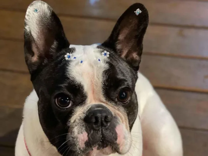 Cachorro raça buldogue frances idade 6 ou mais anos nome mel