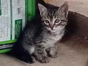 Gato raça SRD-ViraLata idade Abaixo de 2 meses nome Listradinha 