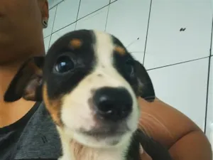 Cachorro raça SRD-ViraLata idade 2 a 6 meses nome não tem 