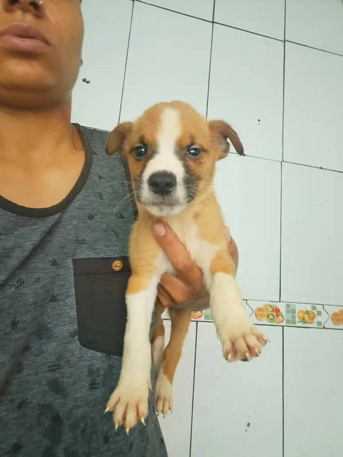 Cachorro raça SRD-ViraLata idade 2 a 6 meses nome não tem 