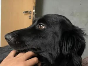 Cachorro raça SRD-ViraLata idade 2 anos nome Belinha