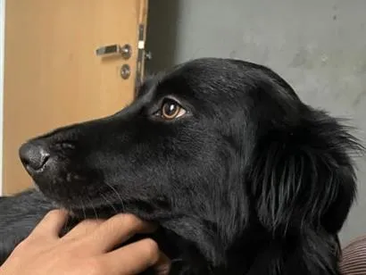 Cachorro raça SRD-ViraLata idade 2 anos nome Belinha