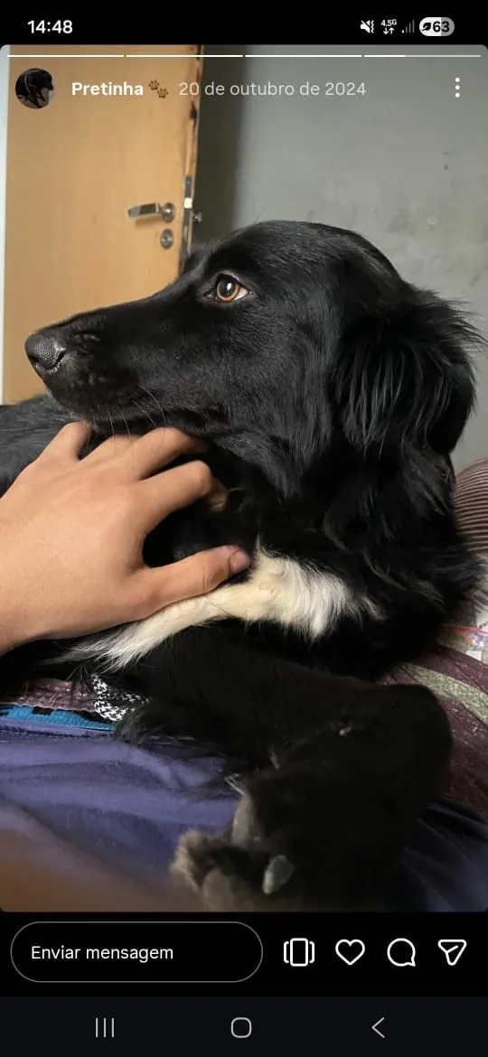 Cachorro raça SRD-ViraLata idade 2 anos nome Belinha