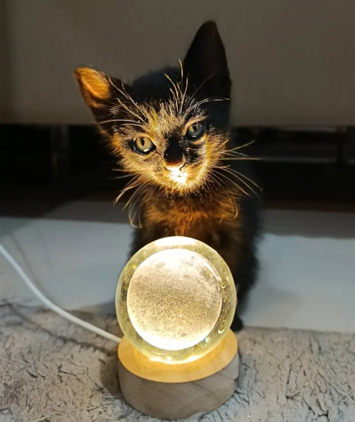 Gato raça SRD-ViraLata idade Abaixo de 2 meses nome Ravena