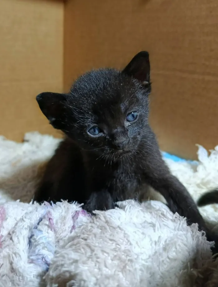 Gato raça SRD-ViraLata idade Abaixo de 2 meses nome Ravena