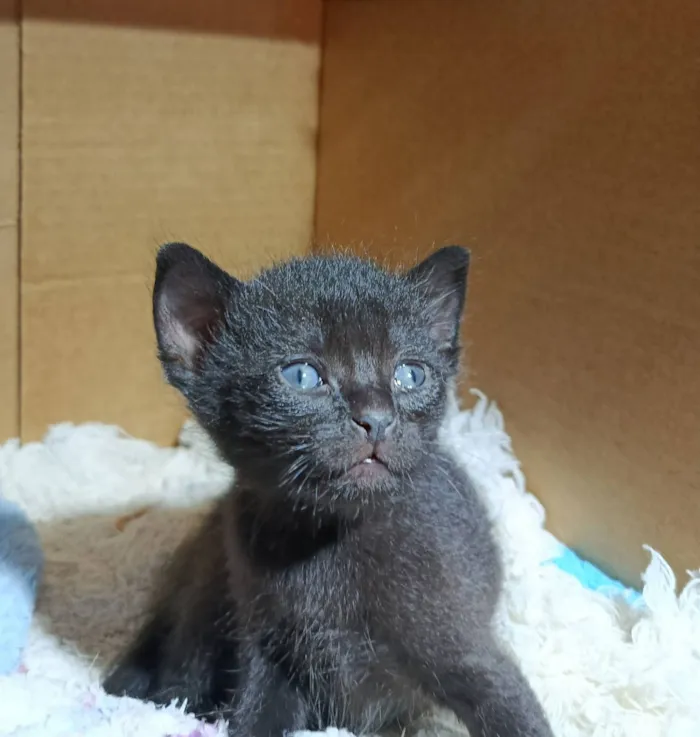 Gato raça SRD-ViraLata idade Abaixo de 2 meses nome Ravena