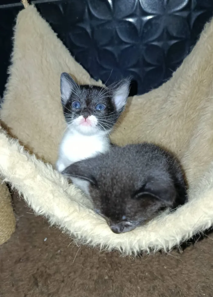 Gato raça SRD-ViraLata idade Abaixo de 2 meses nome Chaplin 