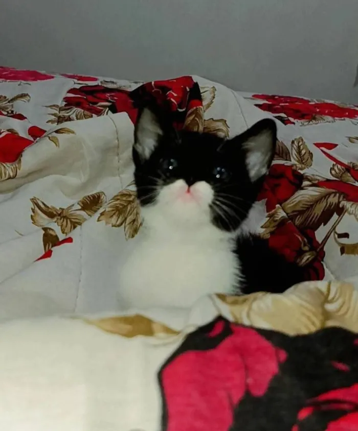 Gato raça SRD-ViraLata idade Abaixo de 2 meses nome Chaplin 