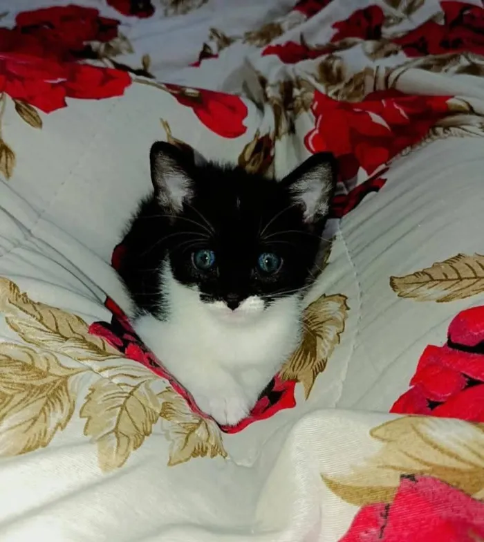 Gato raça SRD-ViraLata idade Abaixo de 2 meses nome Chaplin 