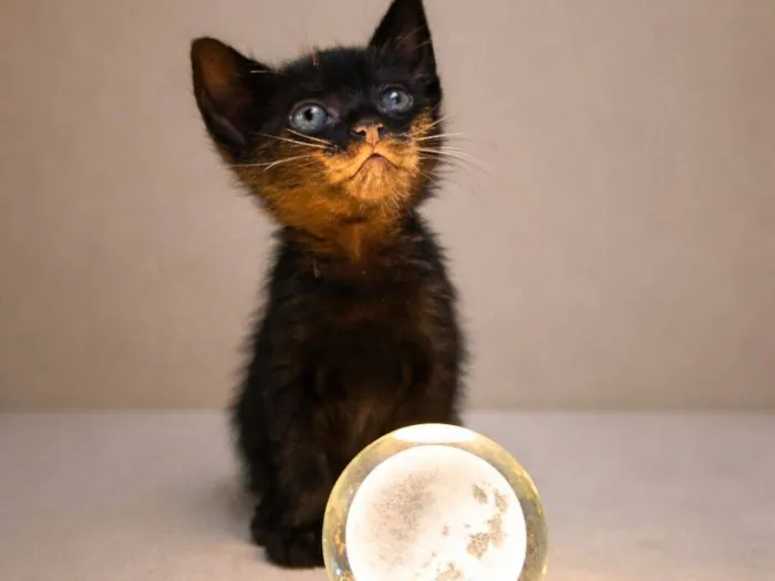 Gato raça SRD-ViraLata idade Abaixo de 2 meses nome Ravena