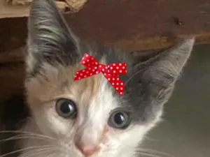 Gato raça SRD-ViraLata idade 2 a 6 meses nome Enola 