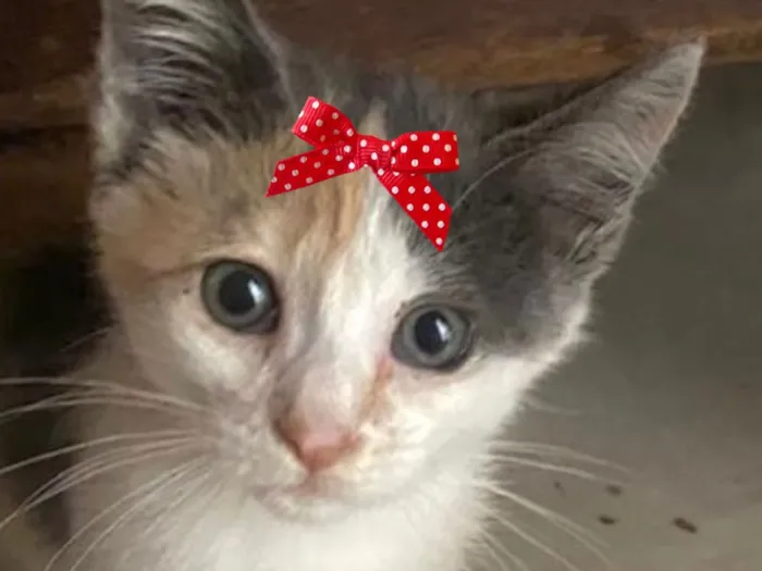 Gato raça SRD-ViraLata idade 2 a 6 meses nome Enola 