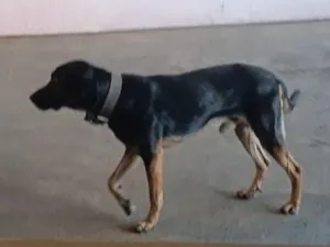 Cachorro raça SRD-ViraLata idade 6 ou mais anos nome Jimmy