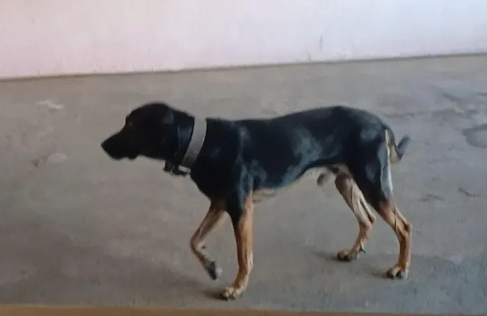 Cachorro raça SRD-ViraLata idade 6 ou mais anos nome Jimmy