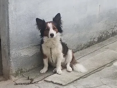 Cachorro raça Dobermann idade 1 ano nome Aquiles