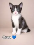Oreo