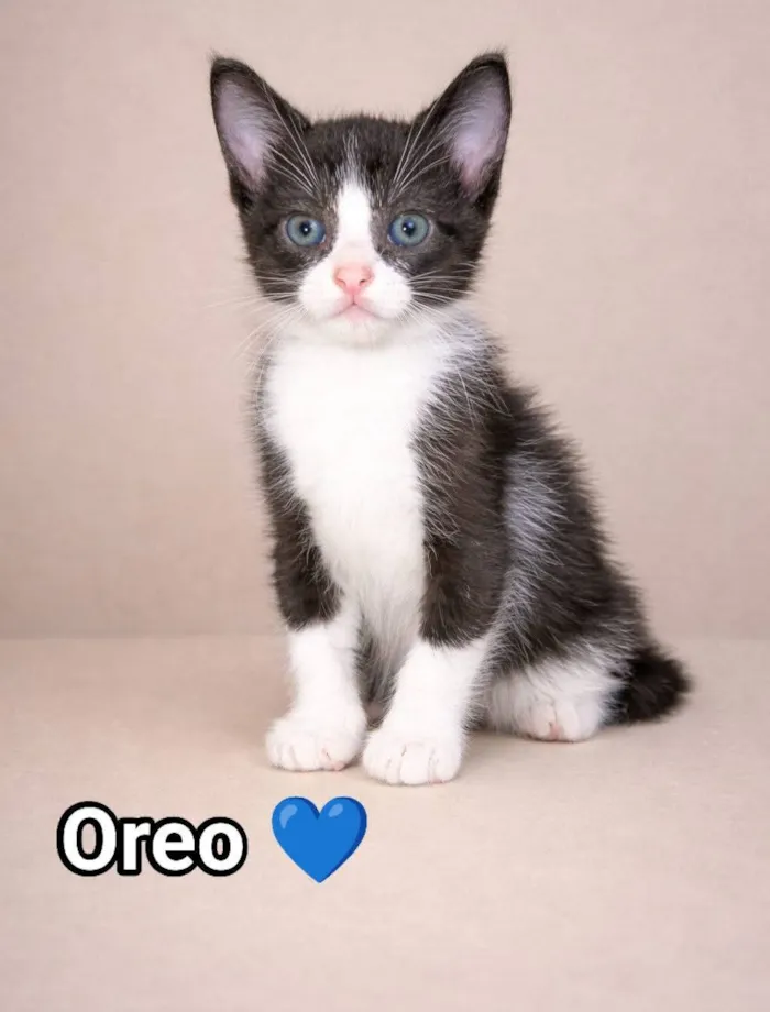 Gato raça SRD-ViraLata idade Abaixo de 2 meses nome Oreo