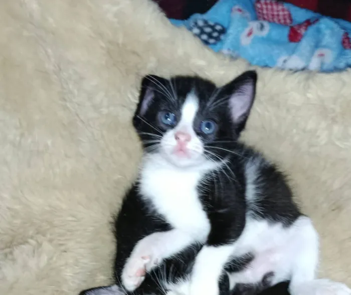 Gato raça SRD-ViraLata idade Abaixo de 2 meses nome Oreo