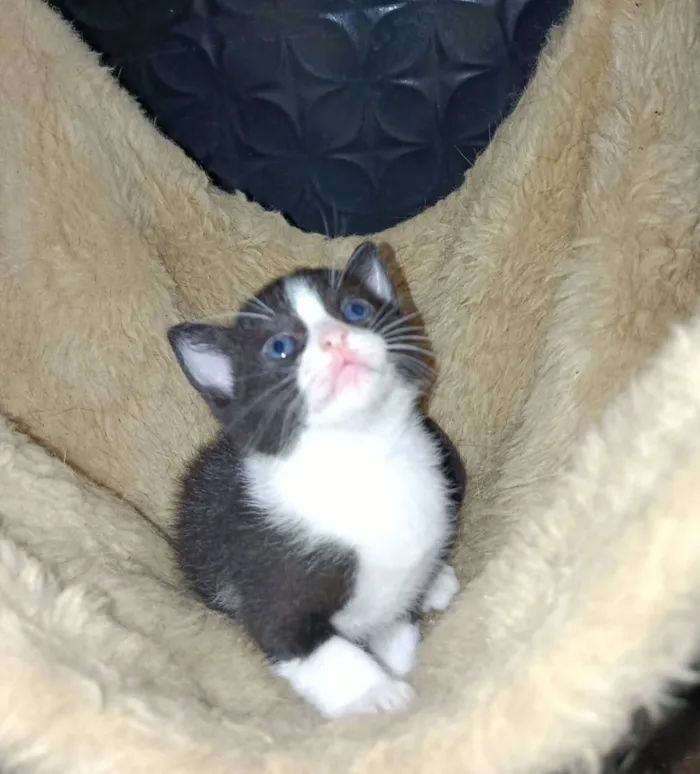 Gato raça SRD-ViraLata idade Abaixo de 2 meses nome Oreo